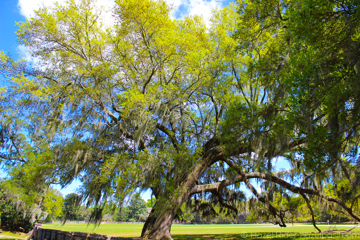 ©Hazel Rider, photography, hazelbasil.com
