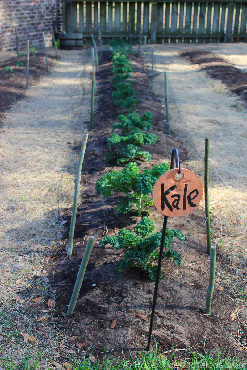 ©Hazel Rider, photography, hazelbasil.com